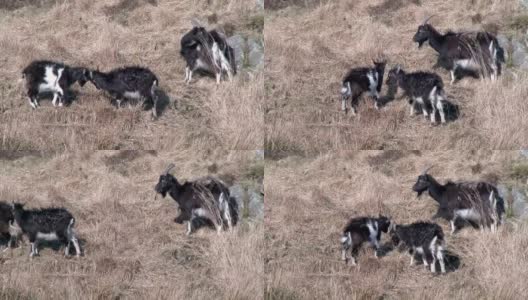 在一个明媚的春日，三只野生的加洛韦山羊高清在线视频素材下载