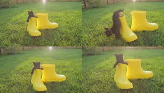 可爱的小猫穿着黄色靴子站在草坪上高清在线视频素材下载