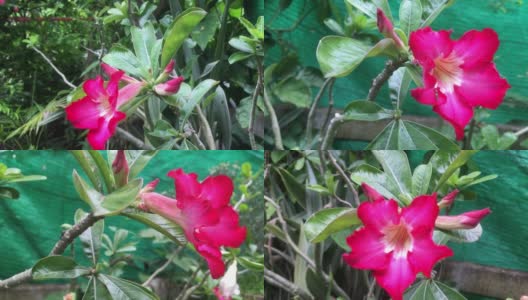 红色杜鹃花在黎明的花园里盛开的视频。高清在线视频素材下载