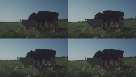 农业，农业和畜牧业主题在法国北部布列塔尼地区。夏天，黑白相间的牛在草地上吃草。法国牛在布列塔尼是双色的。有机肉类乳品业务高清在线视频素材下载