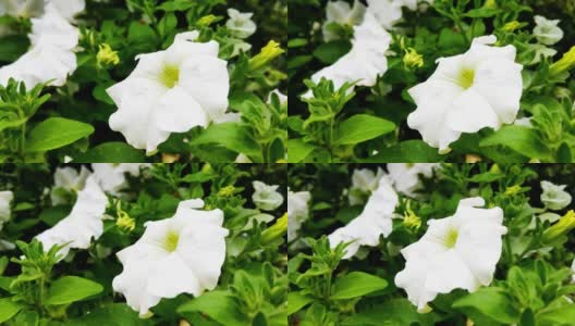 牵牛花白色。公园里盛开着白色的花朵高清在线视频素材下载
