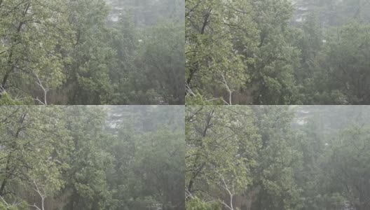 大雨。乡村的树木以强风为背景高清在线视频素材下载