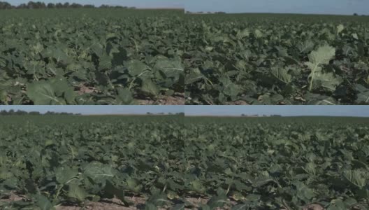 秋天，种植在农田里的茄子芽，拍摄了4k全景特写视频剪辑高清在线视频素材下载