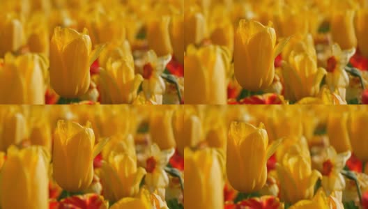 美丽有趣的黄色郁金香花在春天的花园里盛开。装饰性的郁金香花在春天盛开在皇家公园库肯霍夫近距离观察。荷兰,荷兰高清在线视频素材下载