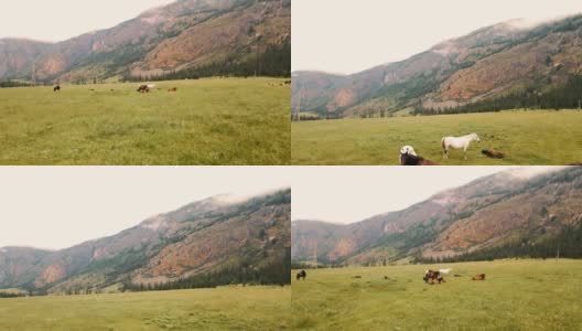 夏天，美丽的马在以山为背景的田野上吃草。无人机视频高清在线视频素材下载