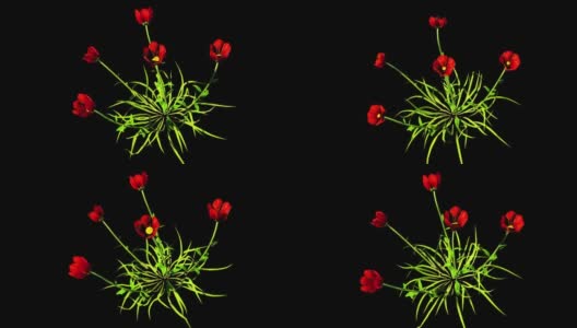 Coquelicot植物花3D渲染高清在线视频素材下载