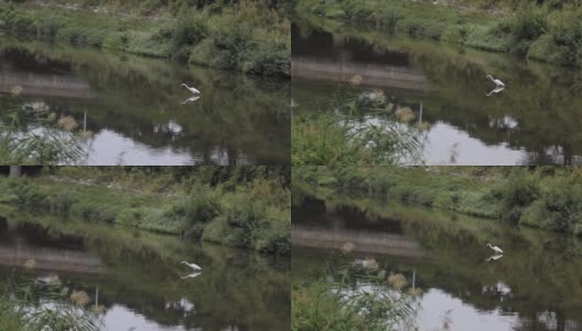 河上的大白鹭高清在线视频素材下载