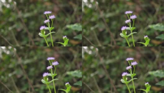 田野里的草和花是由大自然的风吹来的高清在线视频素材下载