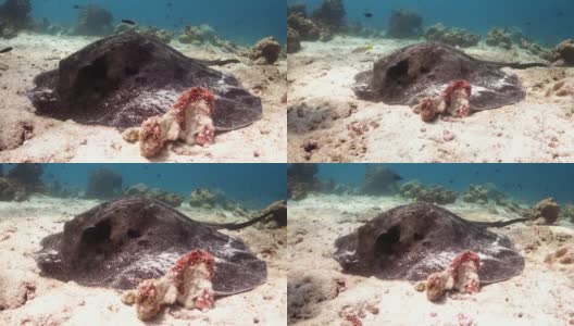 斑点黄貂鱼栖息在沙质海床上高清在线视频素材下载