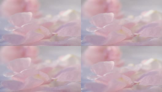 粉红玫瑰背景，宁静的自然背景高清在线视频素材下载
