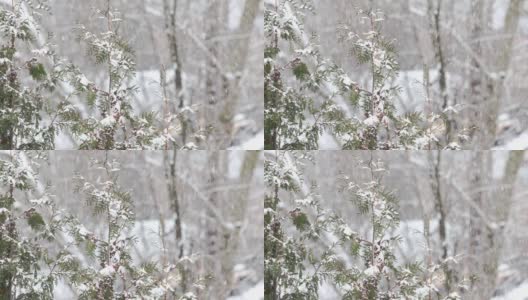 下雪天的树顶高清在线视频素材下载