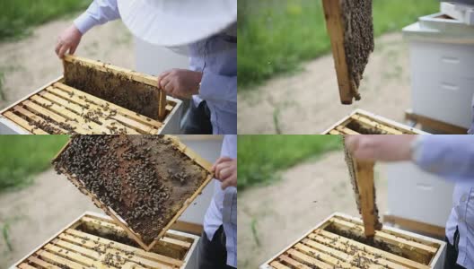 养蜂人从蜂箱中取出架子高清在线视频素材下载