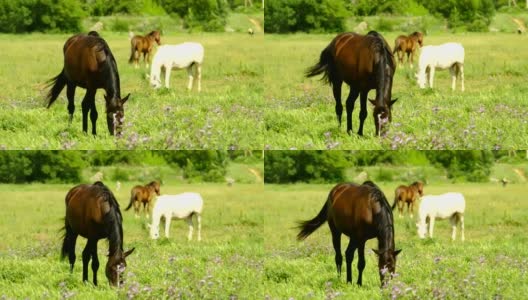 美丽的马在绿色的草地上吃草高清在线视频素材下载