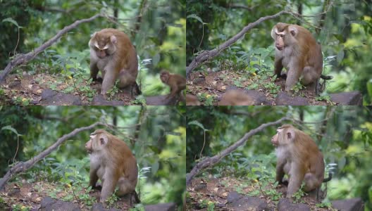 猴子生活在泰国普吉岛的一片天然森林里。高清在线视频素材下载