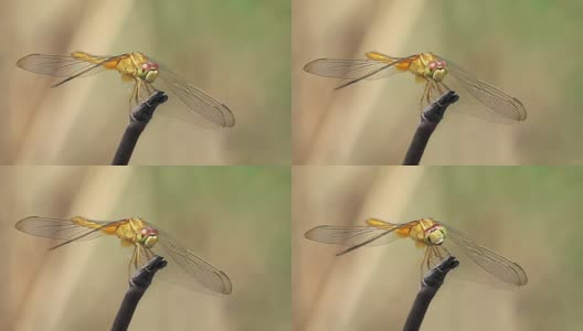 蜻蜓看着相机的慢镜头高清在线视频素材下载