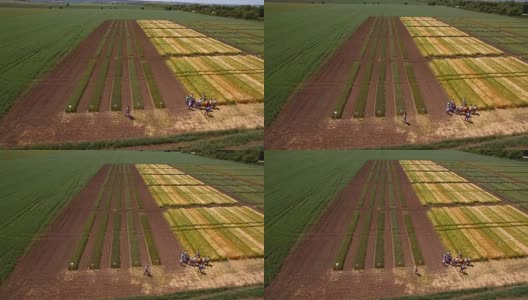 带着不同品种的小麦飞过田野。科学家们正在测试疾病对黑麦和小麦的影响高清在线视频素材下载