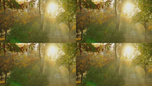 秋天公园的早晨高清在线视频素材下载