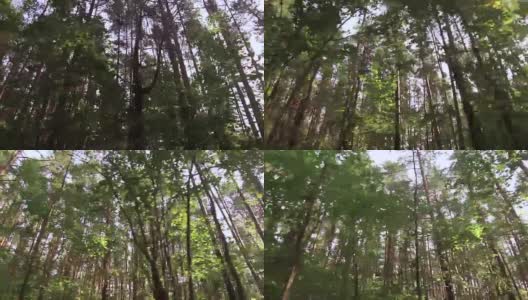从森林的底部看到树的顶部高清在线视频素材下载