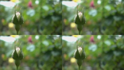美丽的红玫瑰花蕾和落下的雨滴的超级慢镜头。高清在线视频素材下载