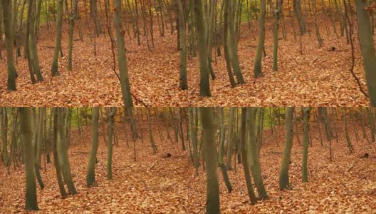 秋天秋天公园森林景观稳定器4K高清在线视频素材下载