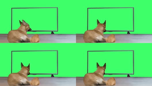 有趣的红狗和豚鼠在看电视高清在线视频素材下载