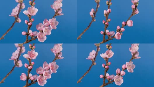 桃树开花的树枝高清在线视频素材下载
