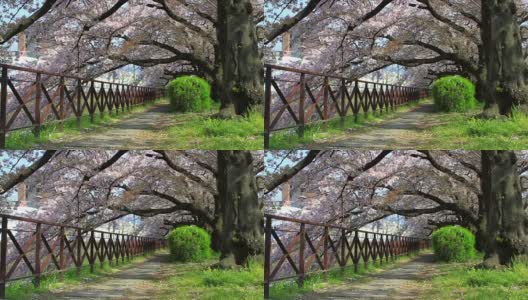 日本京都的樱花高清在线视频素材下载