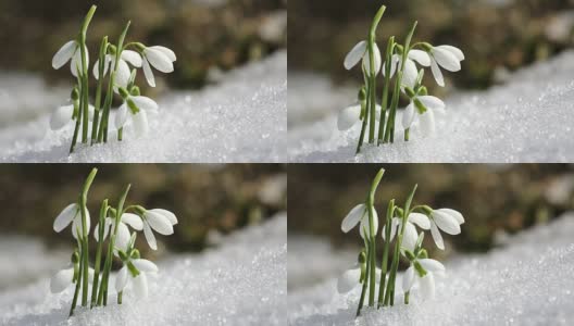 雪花莲从雪中开出，冬天结束，春天来临高清在线视频素材下载
