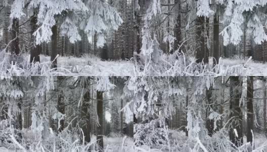 雪域森林景观位于德国霍绍尔山脉的温特堡，白杨树和美丽的度假地点高清在线视频素材下载