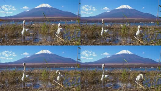 美丽的富士山与枫树在秋天的日本高清在线视频素材下载