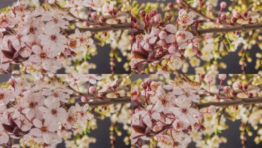 野生梅花盛开在一个垂直格式时间流逝4k视频。核果花在春天开花。高清在线视频素材下载