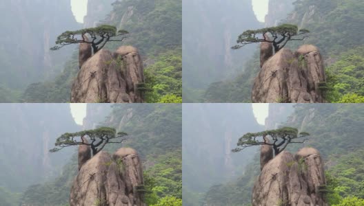 黄山岩石上的松树，中国黄山高清在线视频素材下载