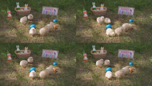 小鸡走在草地上的复活节彩蛋户外高清在线视频素材下载