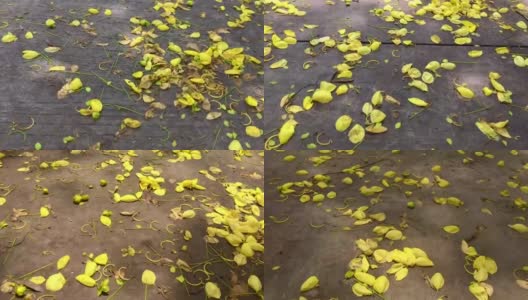 雨后落下的花瓣落在地上高清在线视频素材下载