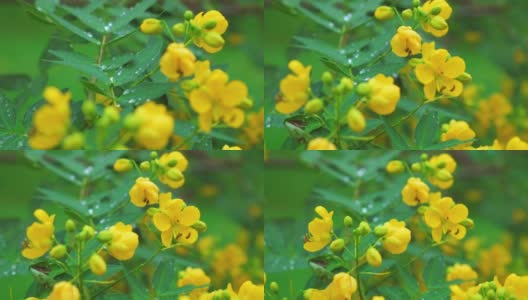 绿色植物衬托下的黄色小花。叶子上的露珠。特写镜头。高清在线视频素材下载