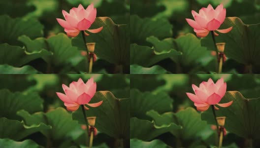 在和风中，荷花(睡莲)花和雨珠高清在线视频素材下载