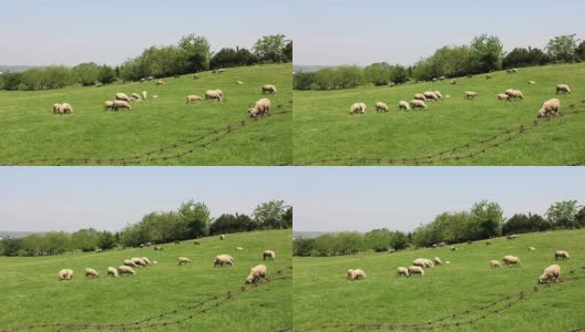 Grazing Sheeps高清在线视频素材下载