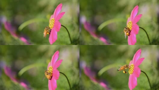 蜜蜂从Cosmos flower (Cosmos Bipinnatus)获得蜂蜜到蜂巢高清在线视频素材下载