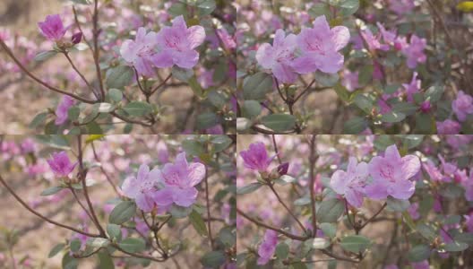 春天紫花的特写高清在线视频素材下载