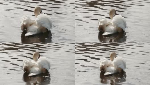 美丽的白天鹅漂浮在湖面上高清在线视频素材下载