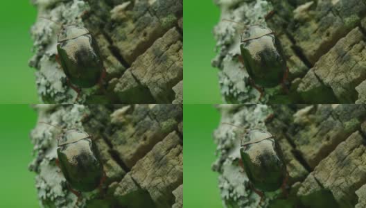 近距离观察，一只叶甲虫站在一根腐烂的木头上思考生命高清在线视频素材下载