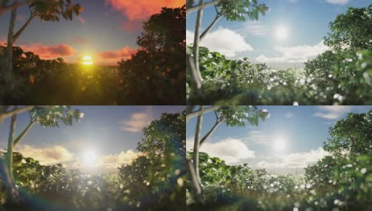 在一片植物之上的日出，天空和云彩，4K高清在线视频素材下载