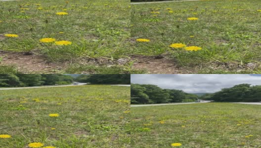 蓝岭公园路路边黄色野花和公路在夏天高清在线视频素材下载