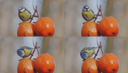 大山雀吃在自然保护区公园闲逛的橙色大水果雀形目鸟高清在线视频素材下载