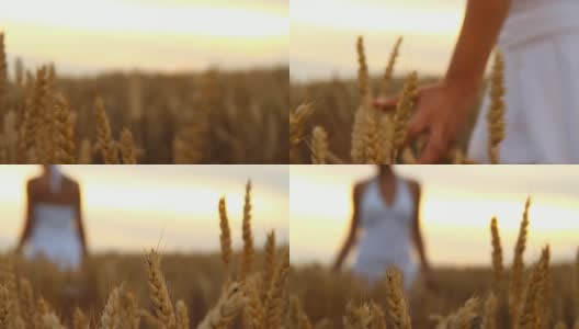 HD DOLLY:在田里摸麦子的女人高清在线视频素材下载