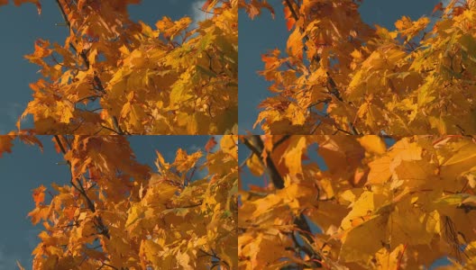 高清:秋天的颜色高清在线视频素材下载