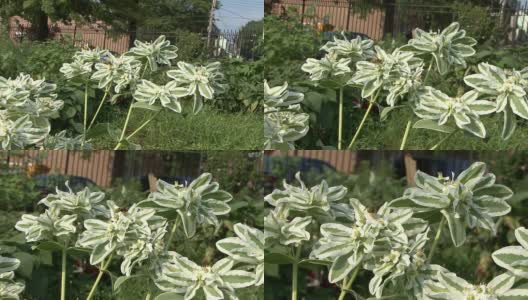 植物上的大黄蜂高清在线视频素材下载