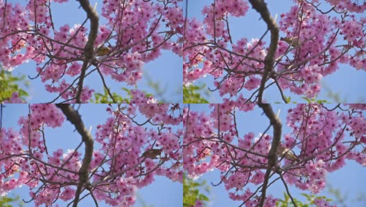 粉红色樱花中的小鸟(日本白眼睛)高清在线视频素材下载
