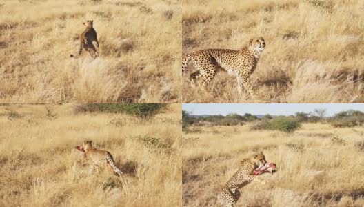 潘喂一只非洲豹高清在线视频素材下载