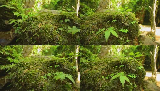 摄影:热带雨林中的自然高清在线视频素材下载